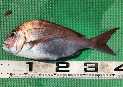S__41107459