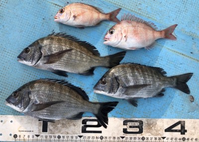 S__41172997