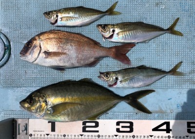 S__41836555