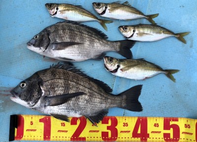 S__44482562