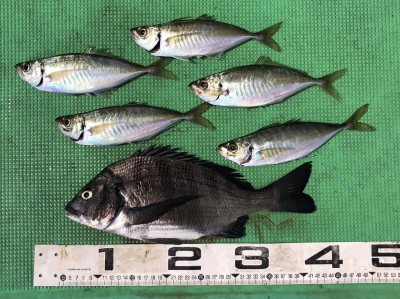 S__157343747_0