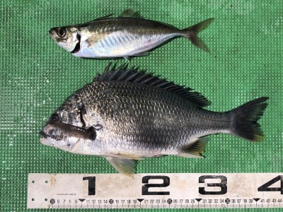 S__158572546_0