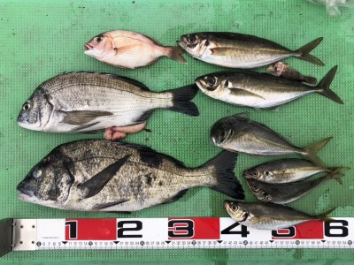 S__158916610_0