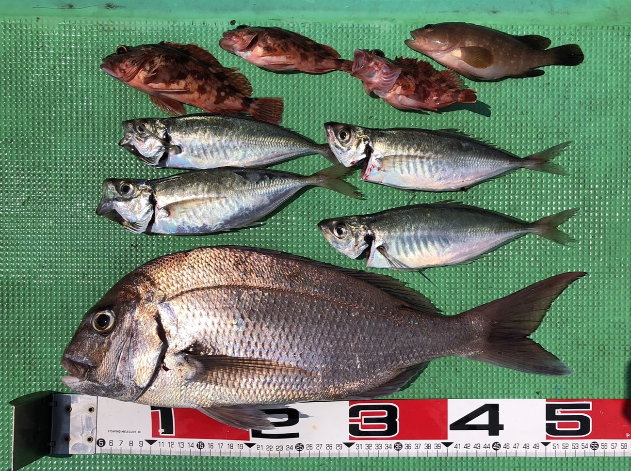 イカダ釣り | 宝徳丸