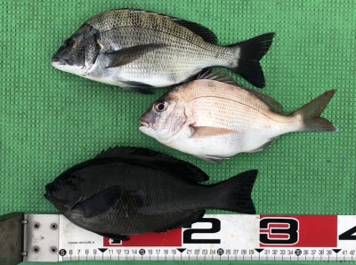 S__168206340_0