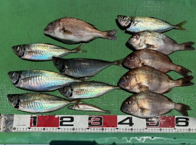 S__181583875_0