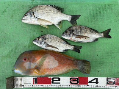 S__183820292_0