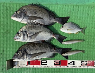 S__186105860_0